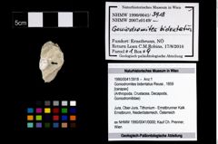 Foto (Objekt + Etikett) von Goniodromites bidentatus (Reuss, 1859)  (NHMW-GEO-1990-0041-3918)
